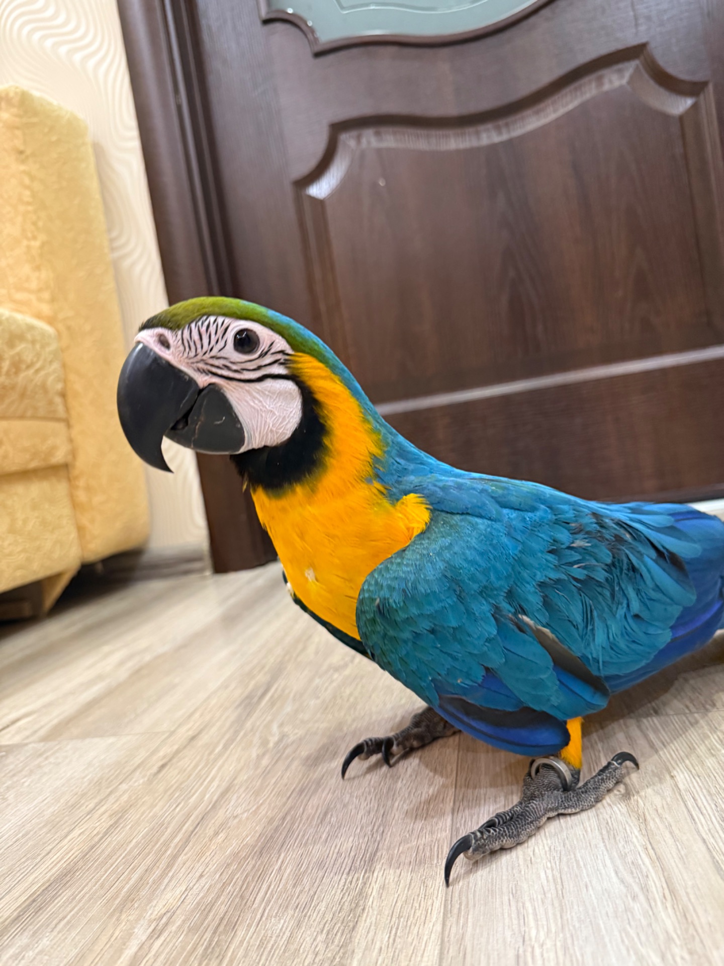 Яскравий малюк папуги Ара пташенятко