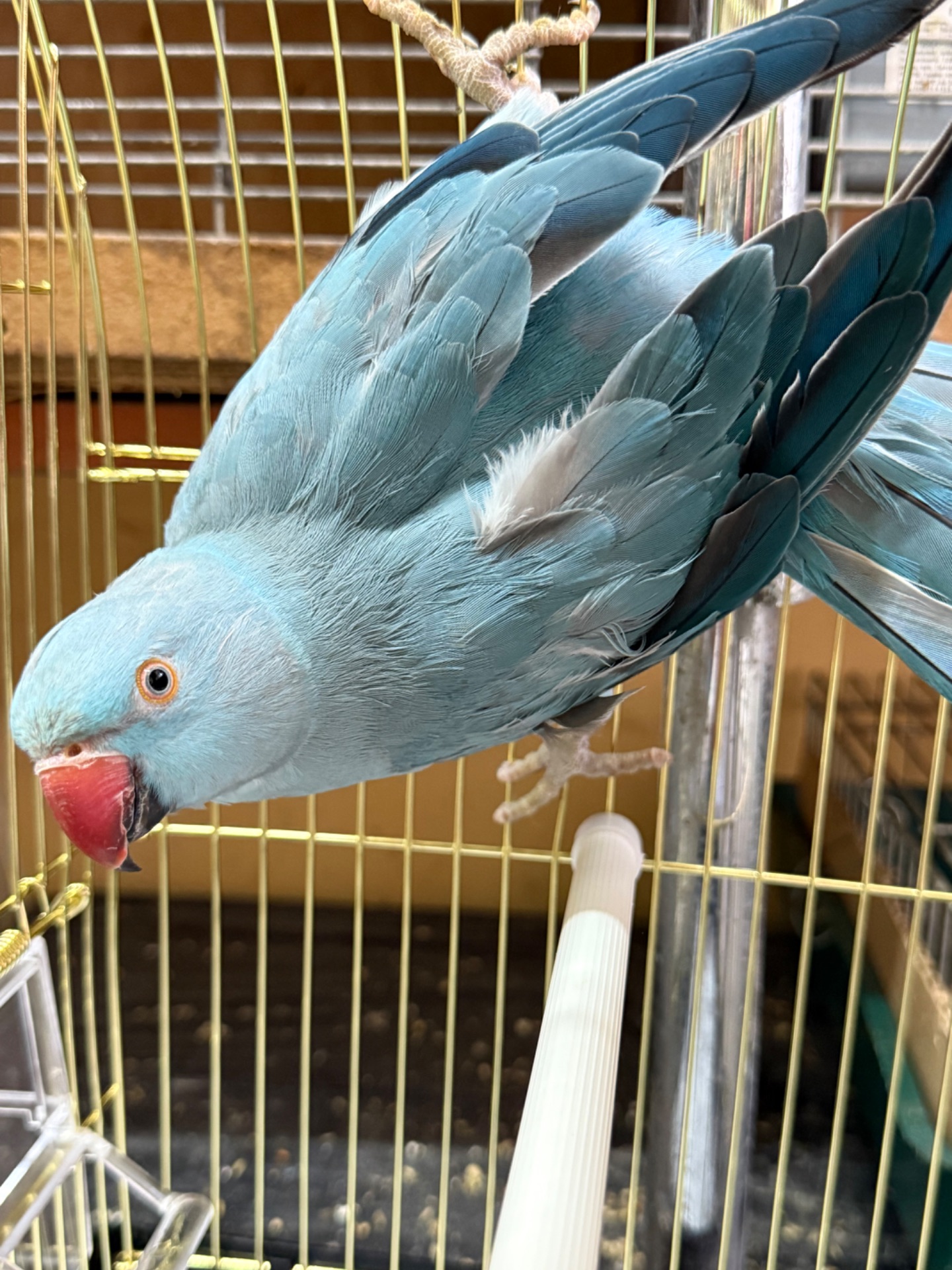 Самка ожерелового папуги віком 3 роки