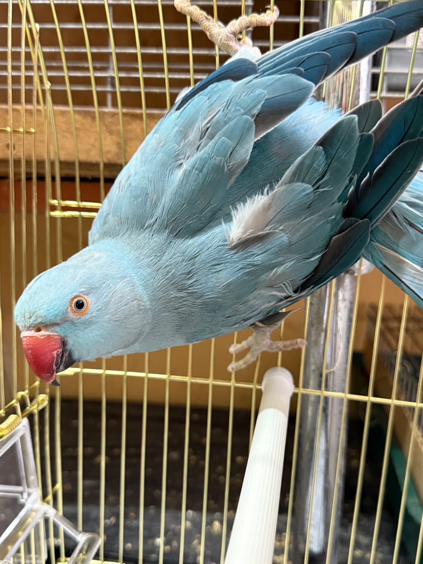 Самка ожерелового папуги віком 3 роки