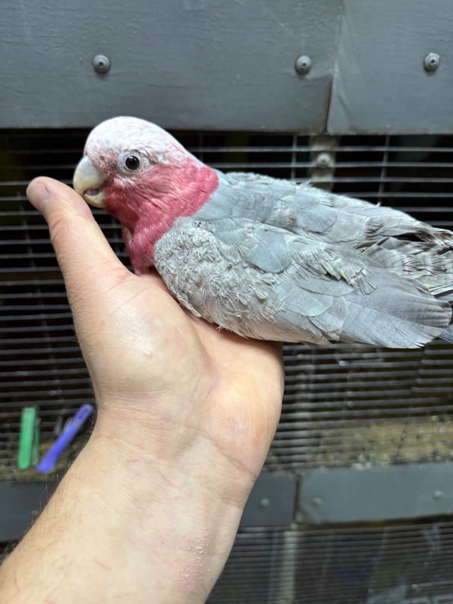 Рожеві какаду пташенята