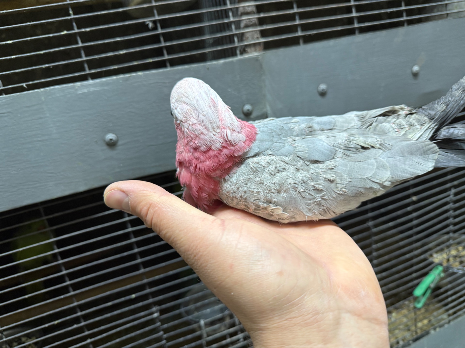 Рожеві какаду пташенята