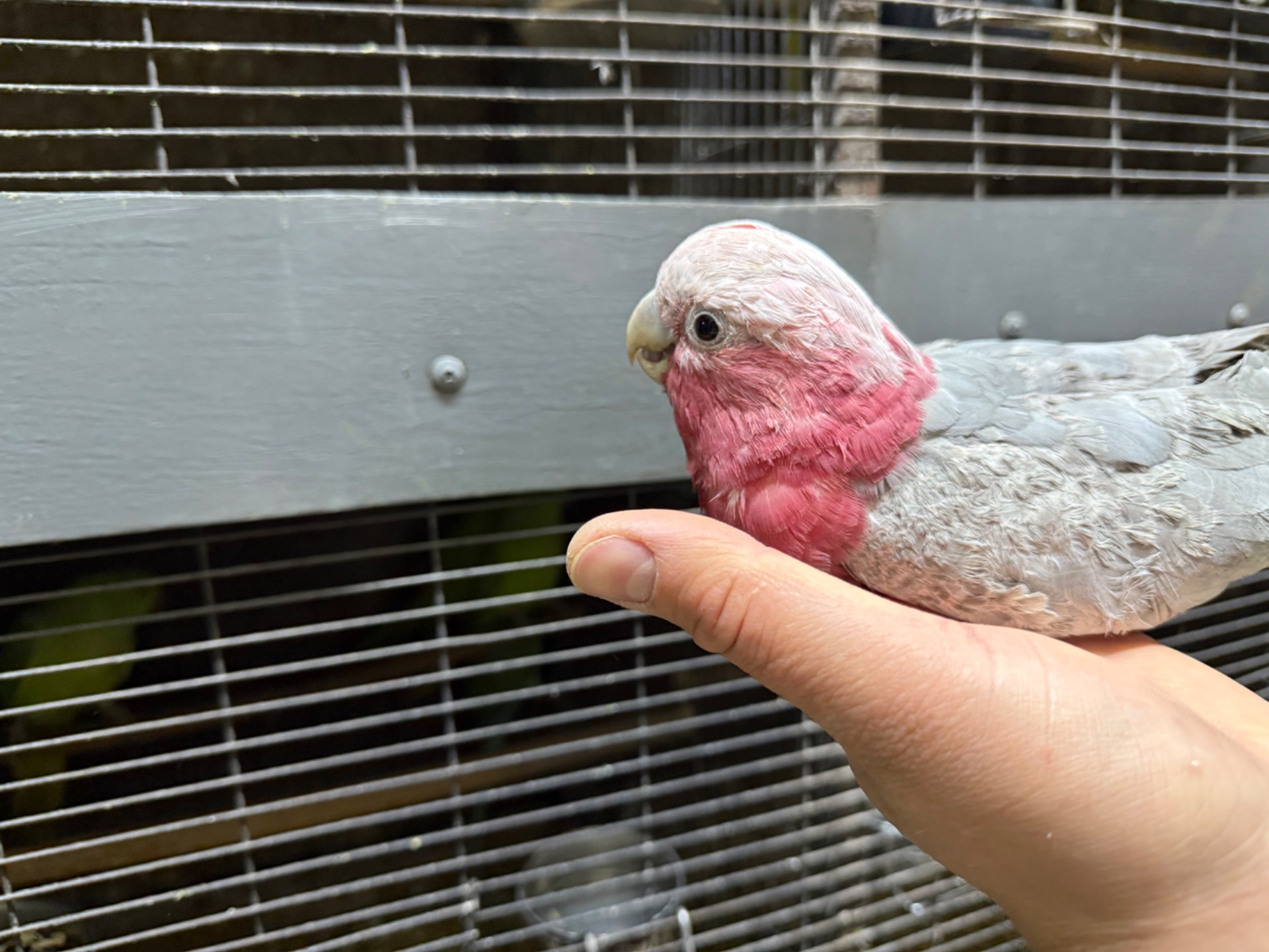 Рожеві какаду пташенята