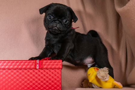 Цуценята Мопса для дому, виставок та розведення!