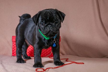 Цуценята Мопса для дому, виставок та розведення!