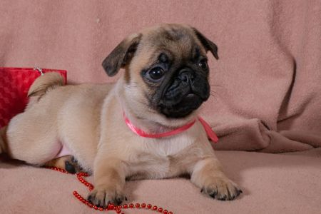 Цуценята Мопса для дому, виставок та розведення!