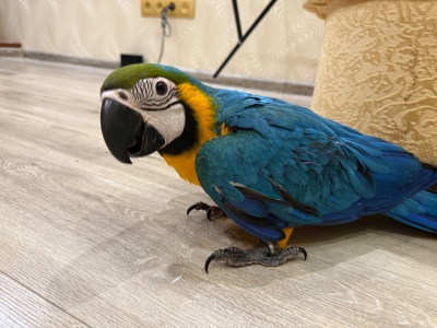 Малюк папуги ара пташеня викормиші