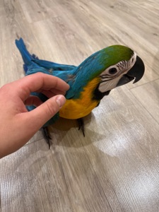 Малюк папуги ара пташеня викормиші