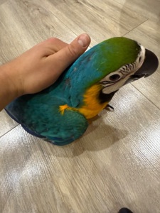 Малюк папуги ара пташеня викормиші