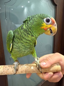 Говорящий та розумний папуга Амазон викормиш ручний