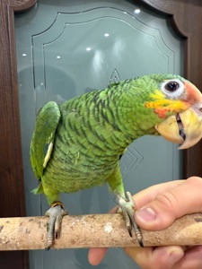 Говорящий та розумний папуга Амазон викормиш ручний