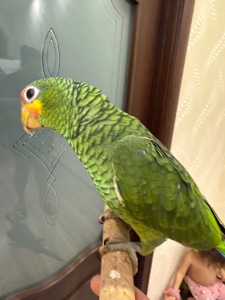 Говорящий та розумний папуга Амазон викормиш ручний