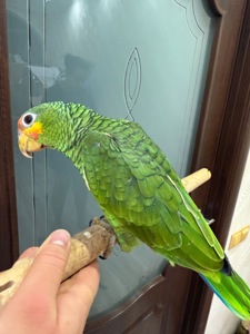 Говорящий та розумний папуга Амазон викормиш ручний