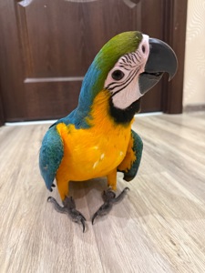 Яскравий малюк папуги Ара пташенятко