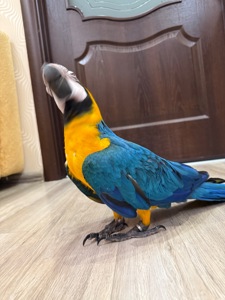 Малюк папуги ара пташеня викормиші