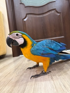 Яскравий малюк папуги Ара пташенятко