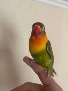 Ручні папуги нерозлучник. Пташенята