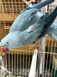 Самка ожерелового папуги віком 3 роки