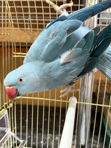 Самка ожерелового папуги віком 3 роки