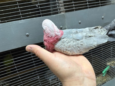 Рожеві какаду пташенята