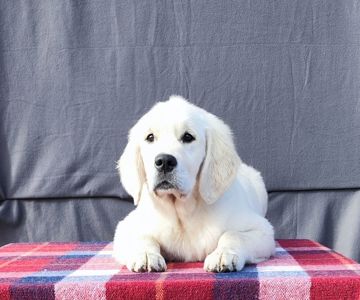 Цуценята золотистого ретривера golden retriever