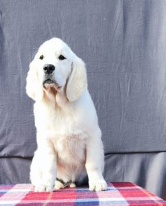 Цуценята золотистого ретривера golden retriever