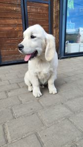 Цуценята золотистого ретривера golden retriever