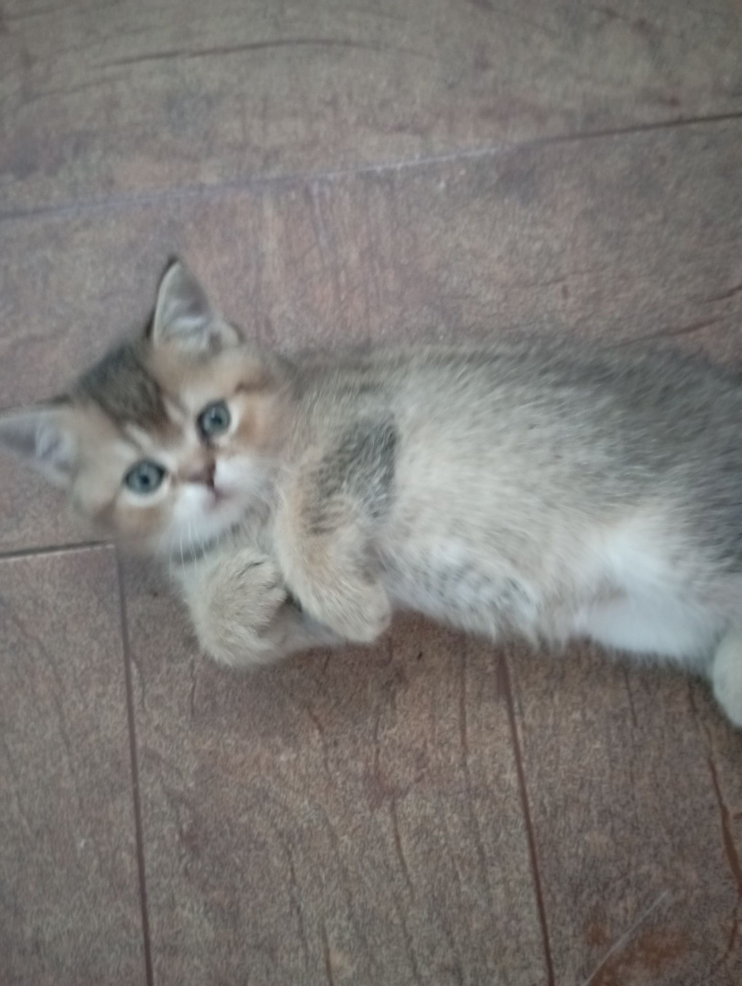 Кому щастя в домівку