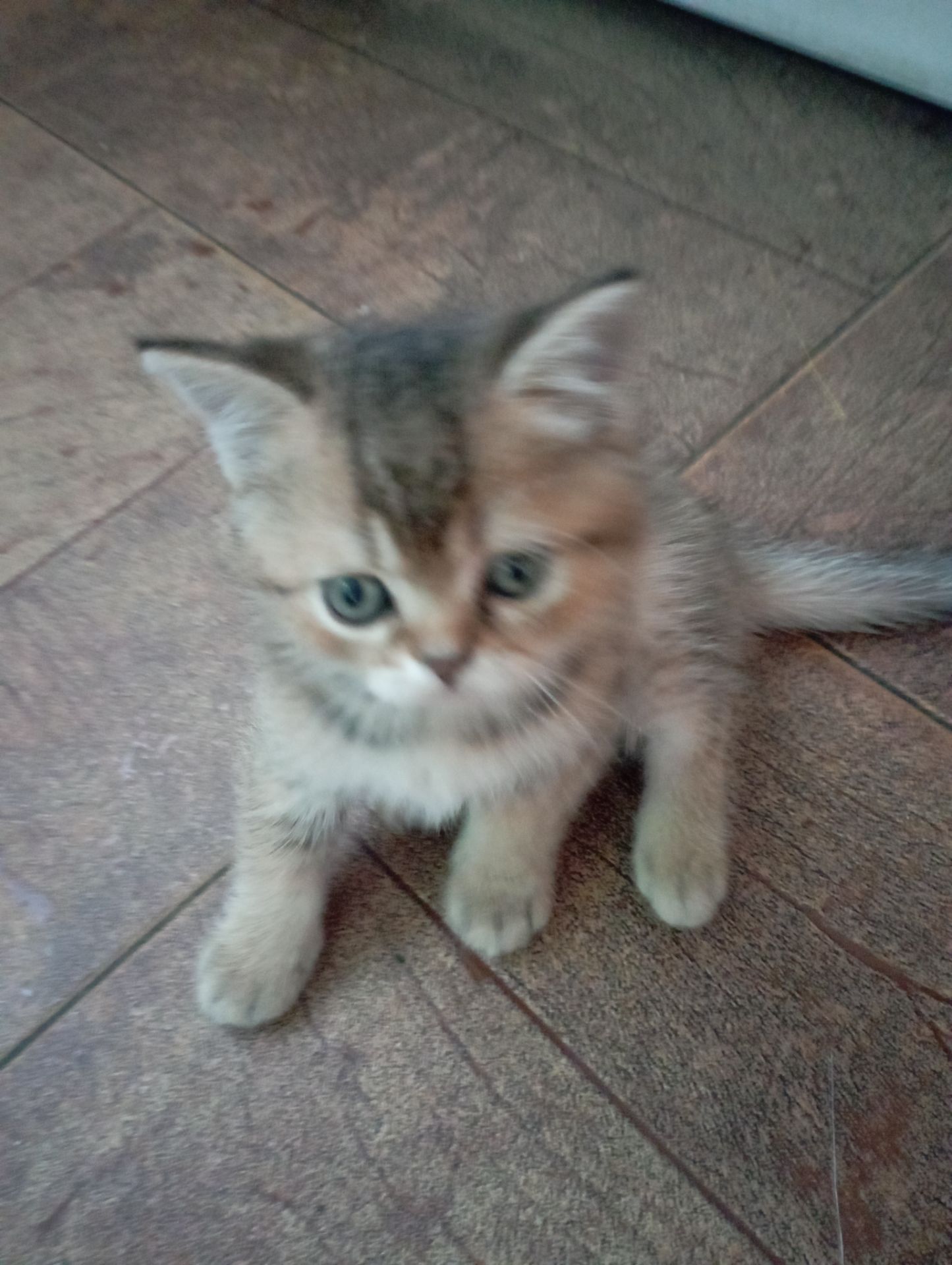 Кому щастя в домівку