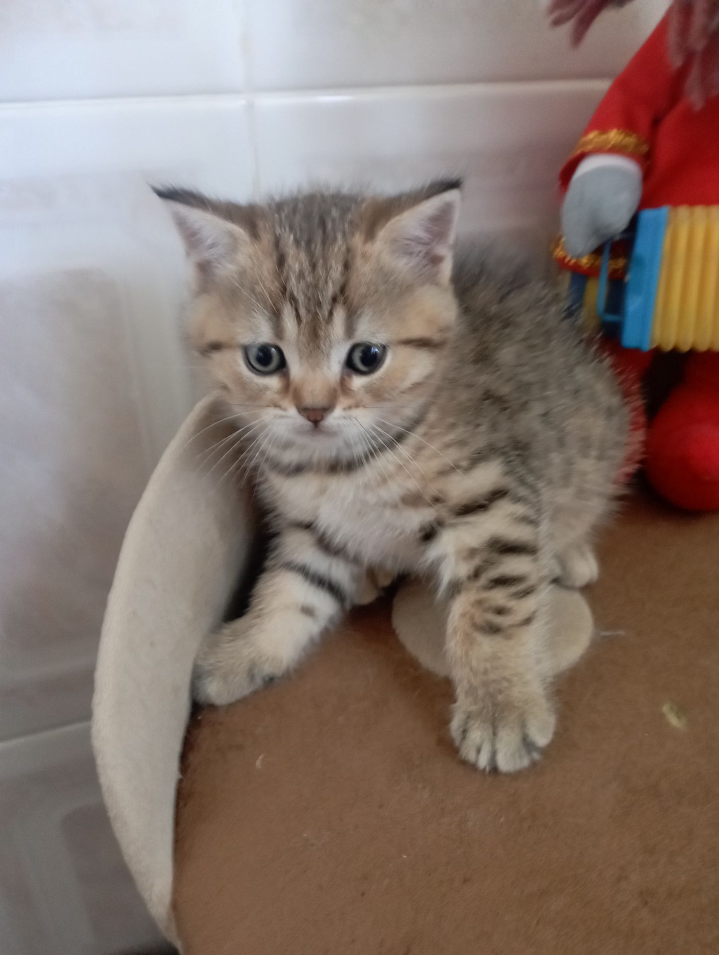 Кому щастя в домівку