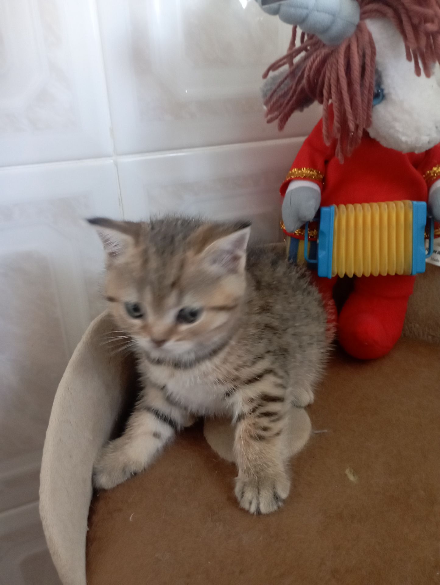 Кому щастя в домівку