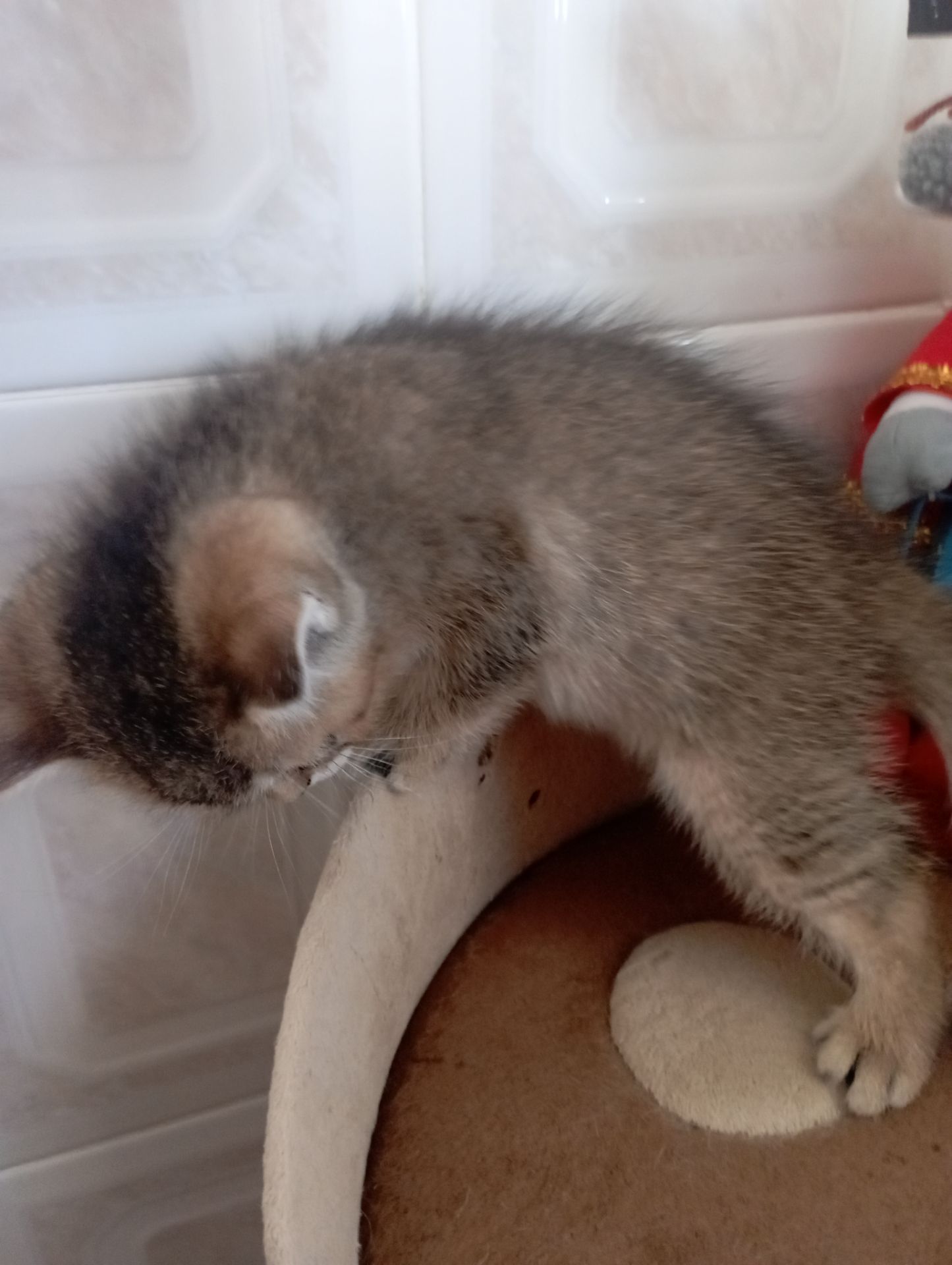 Кому щастя в домівку