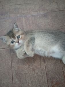 Кому щастя в домівку