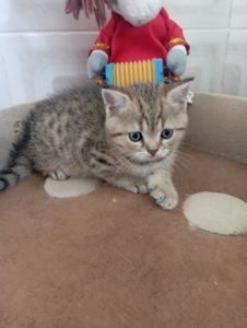 Кому щастя в домівку