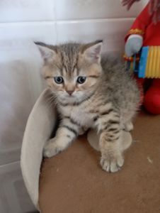 Кому щастя в домівку