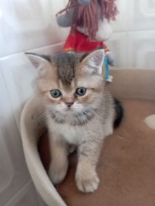 Кому щастя в домівку