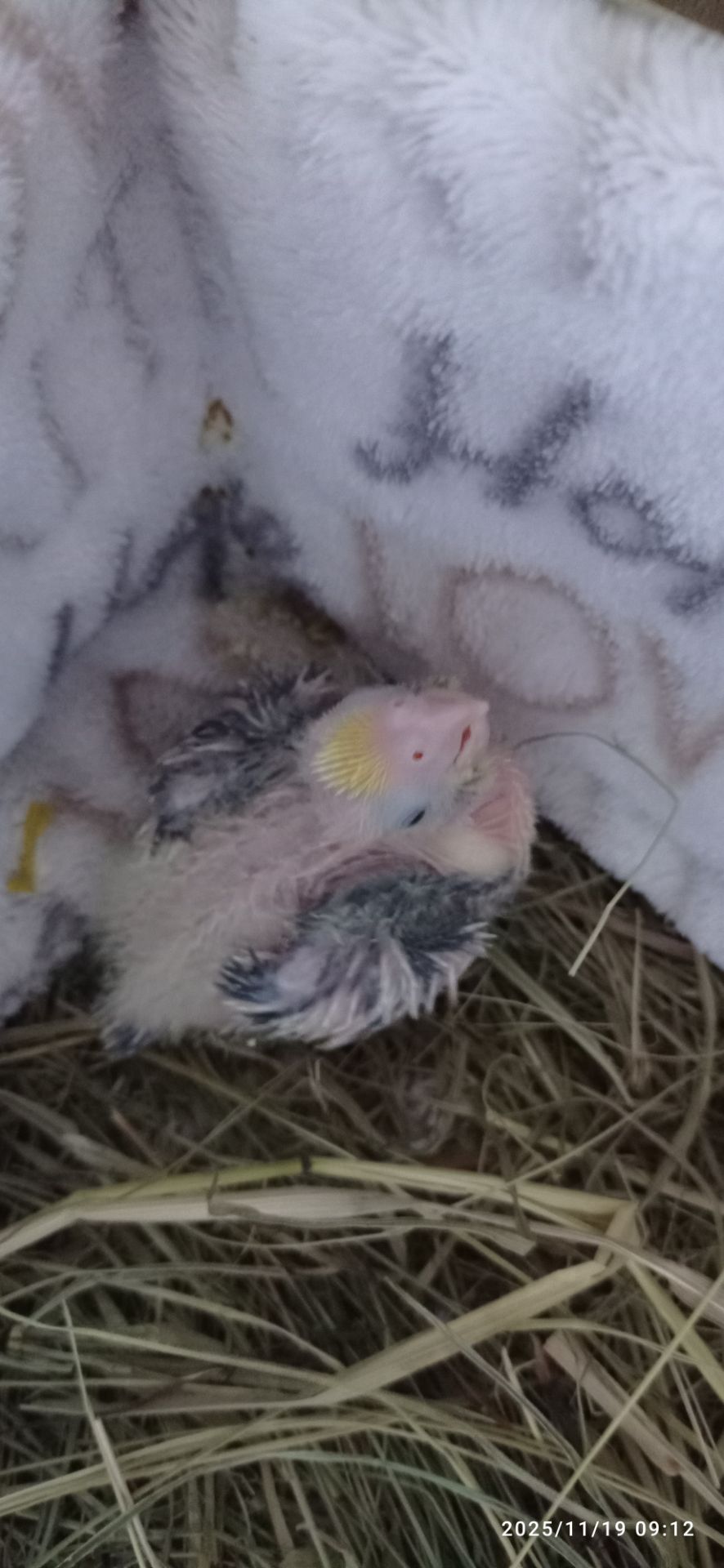 Малюк корелли Патрік