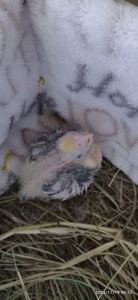 Малюк корелли Патрік