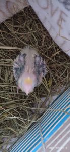 Малюк корелли Патрік