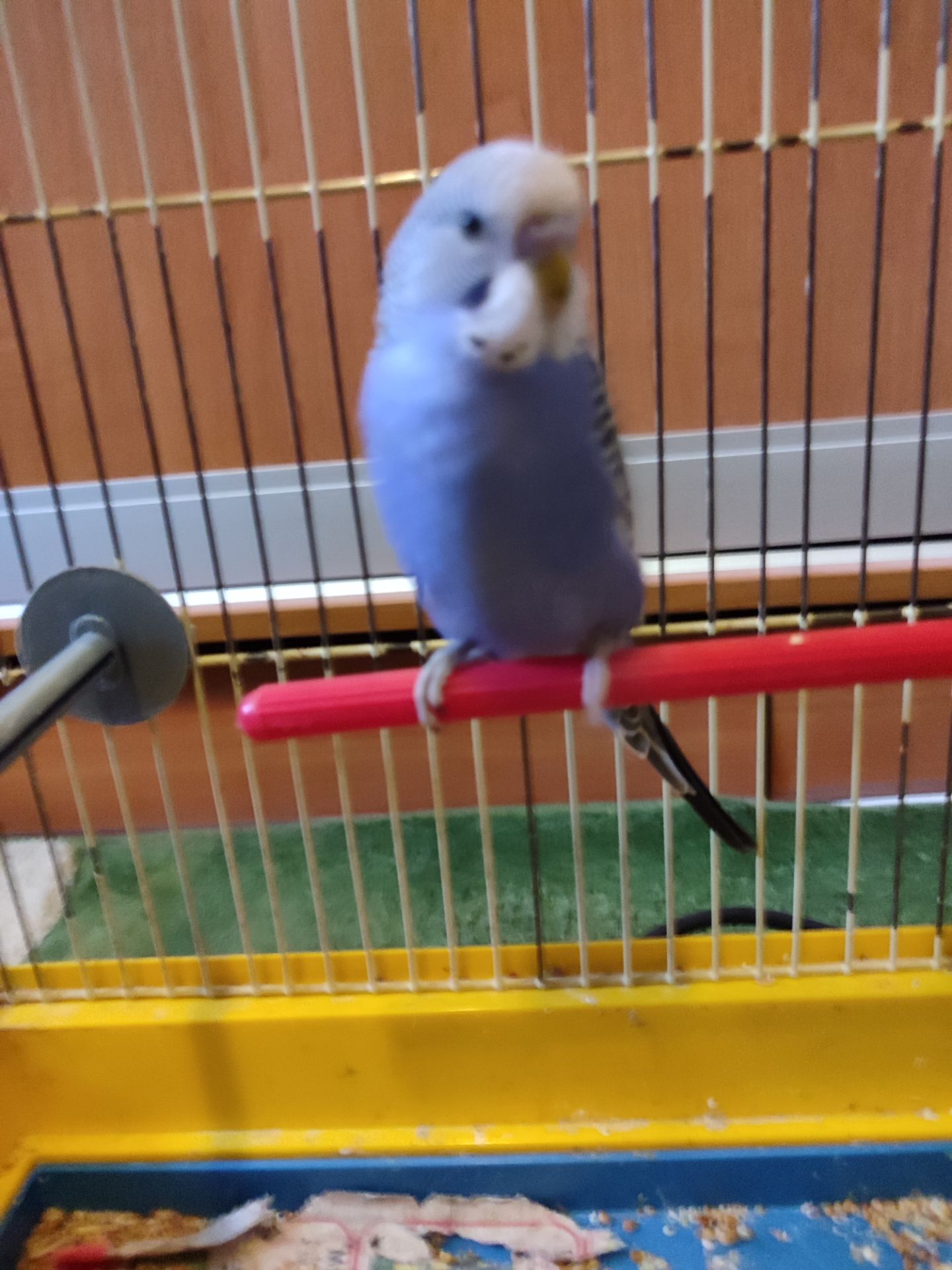 Молодой волнистый попугайчик, мальчик