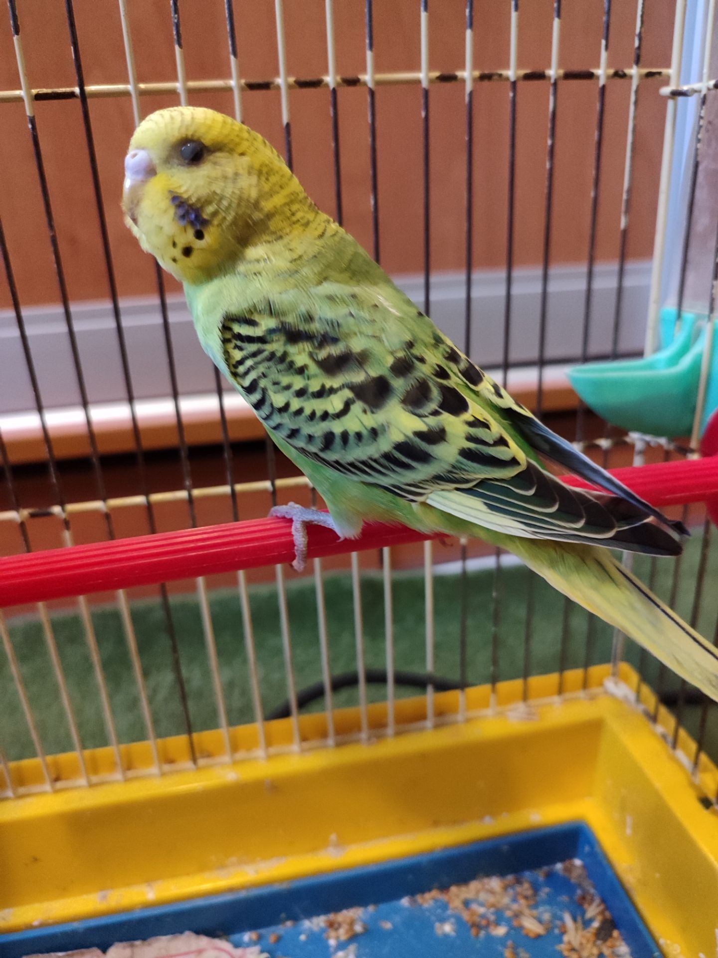 Молодой волнистый попугай, девочка