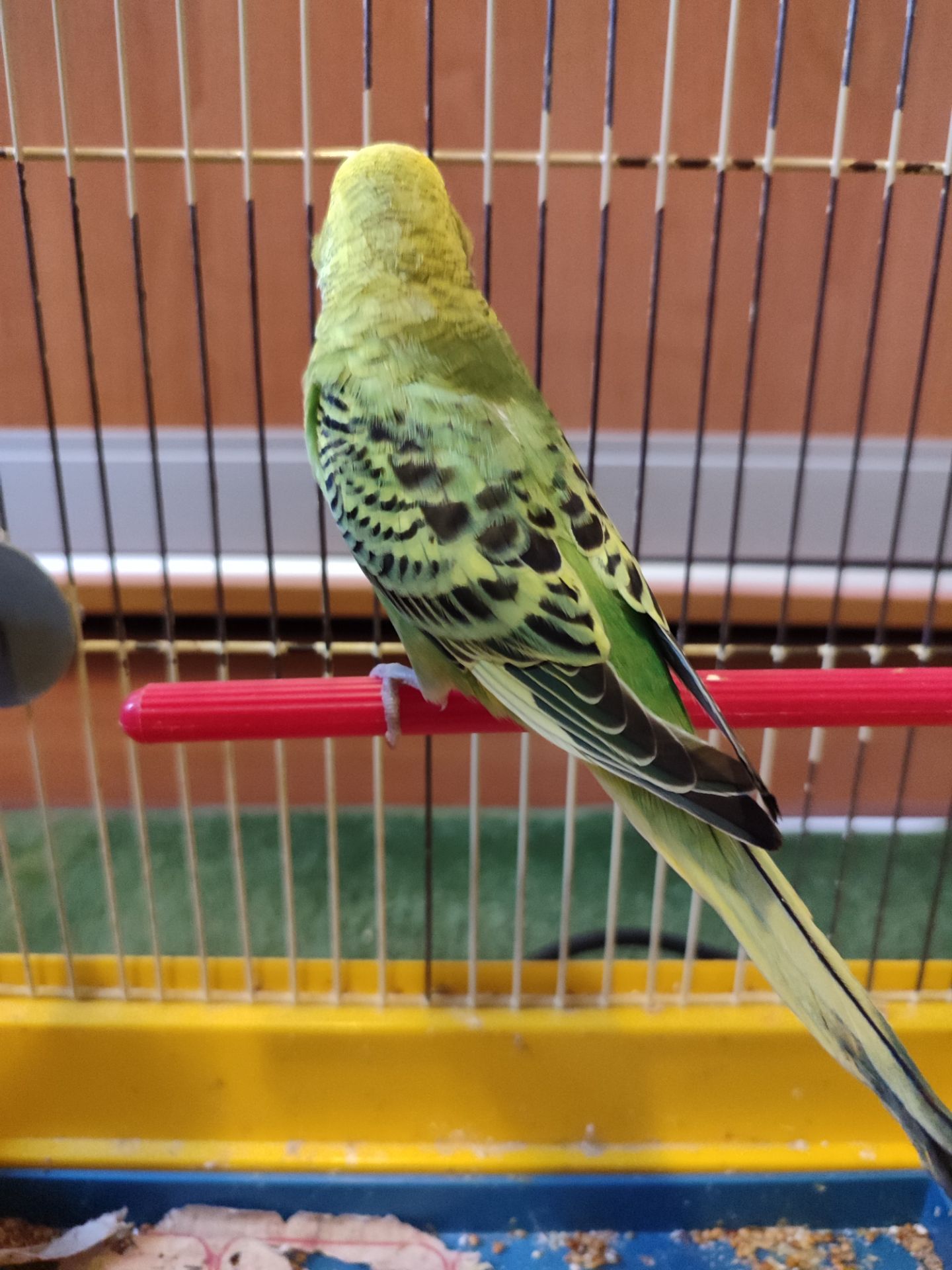 Молодой волнистый попугай, девочка