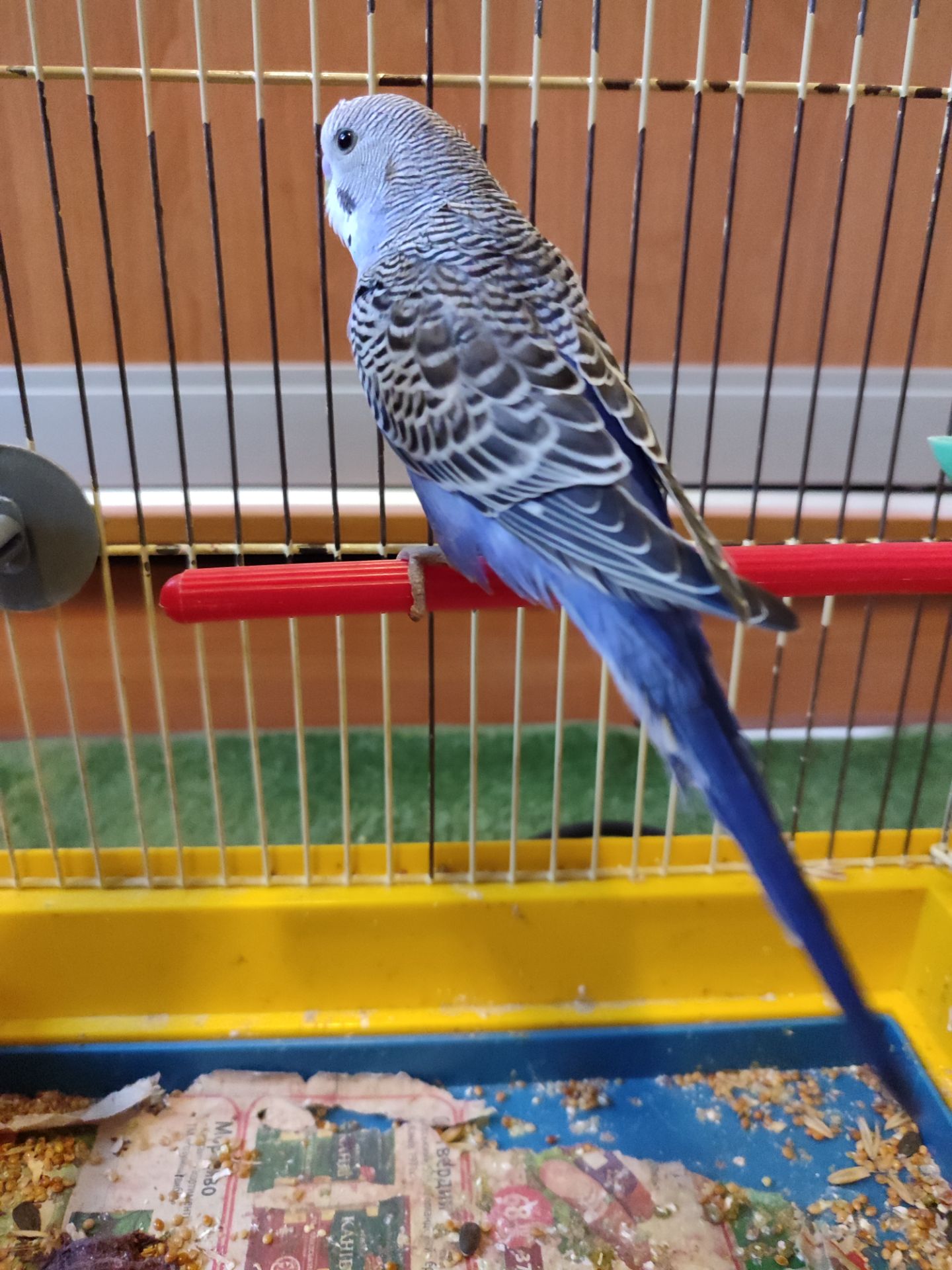 Молодой волнистый попугайчик, мальчик