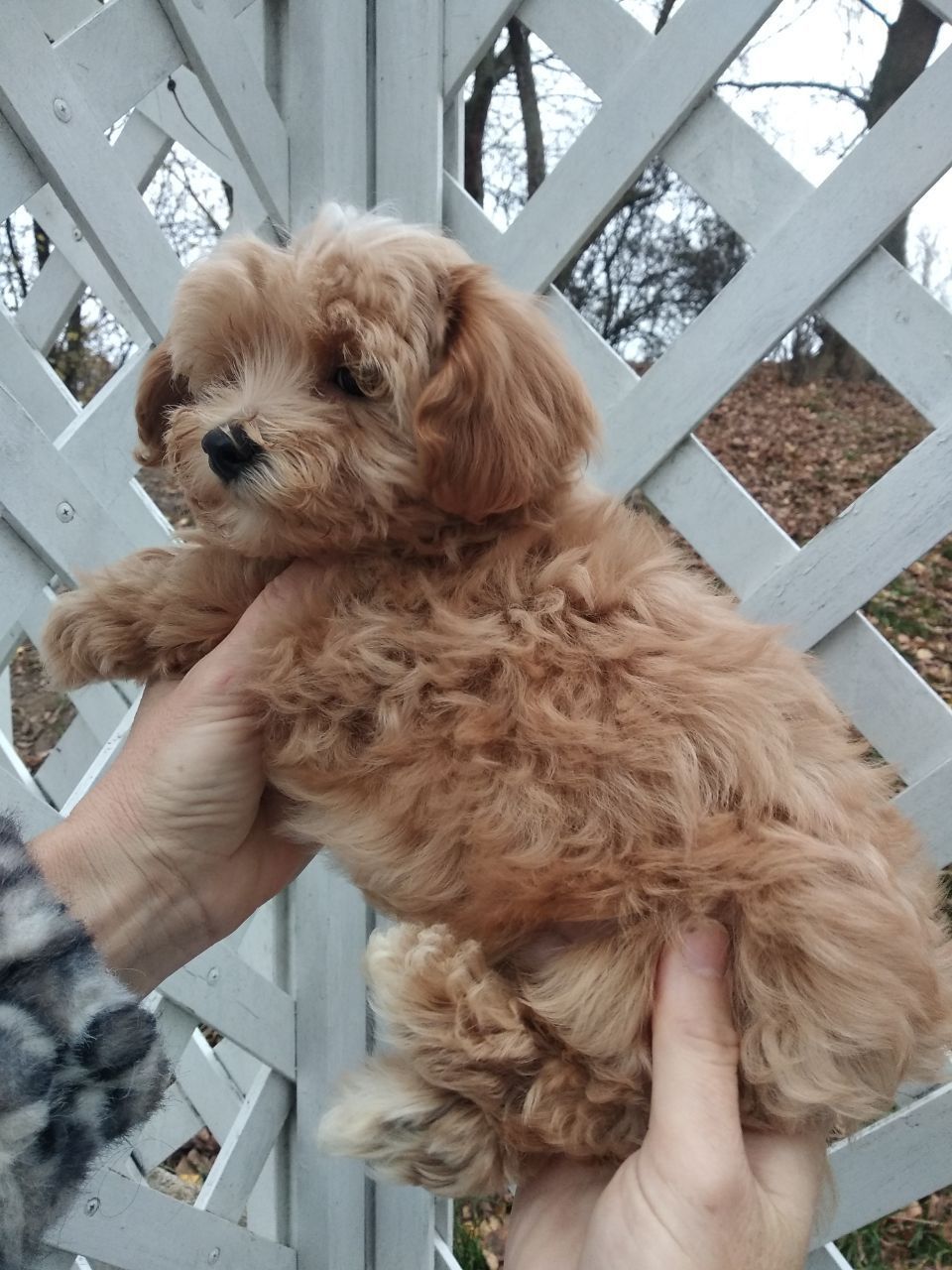 Хлопчик мальтипу