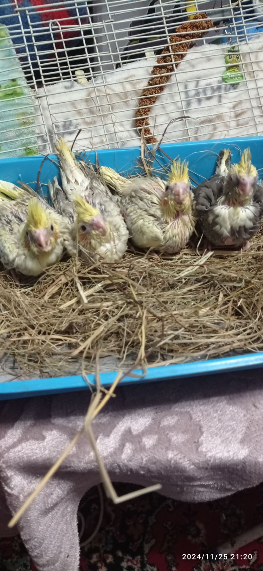 Сформована пара корел