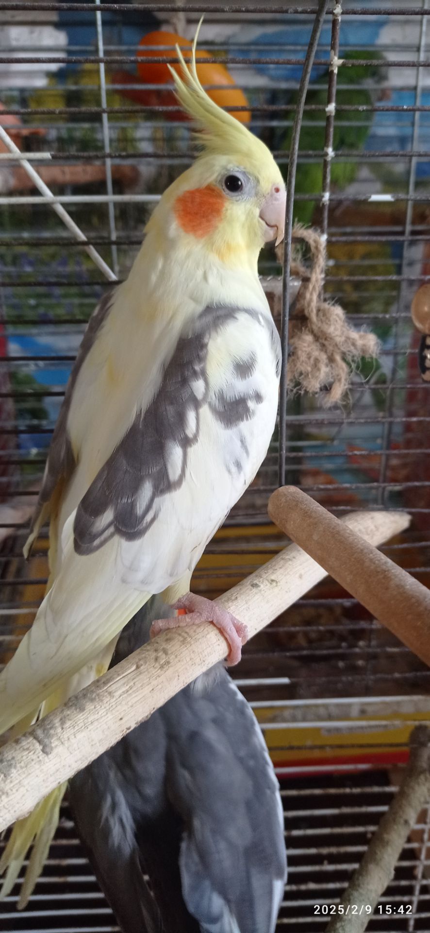 Сформована пара корел