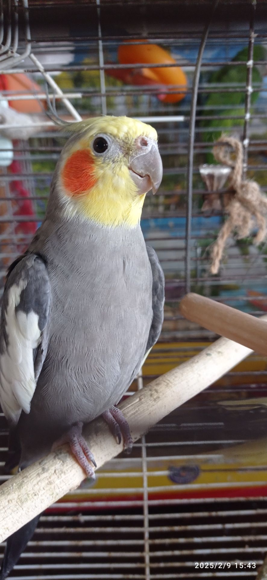 Сформована пара корел