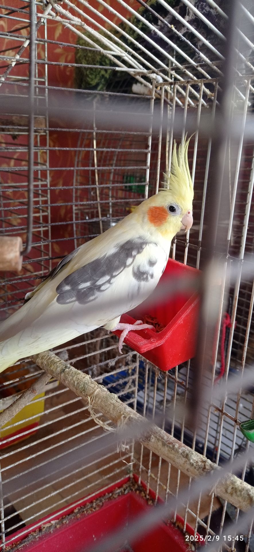 Сформована пара корел