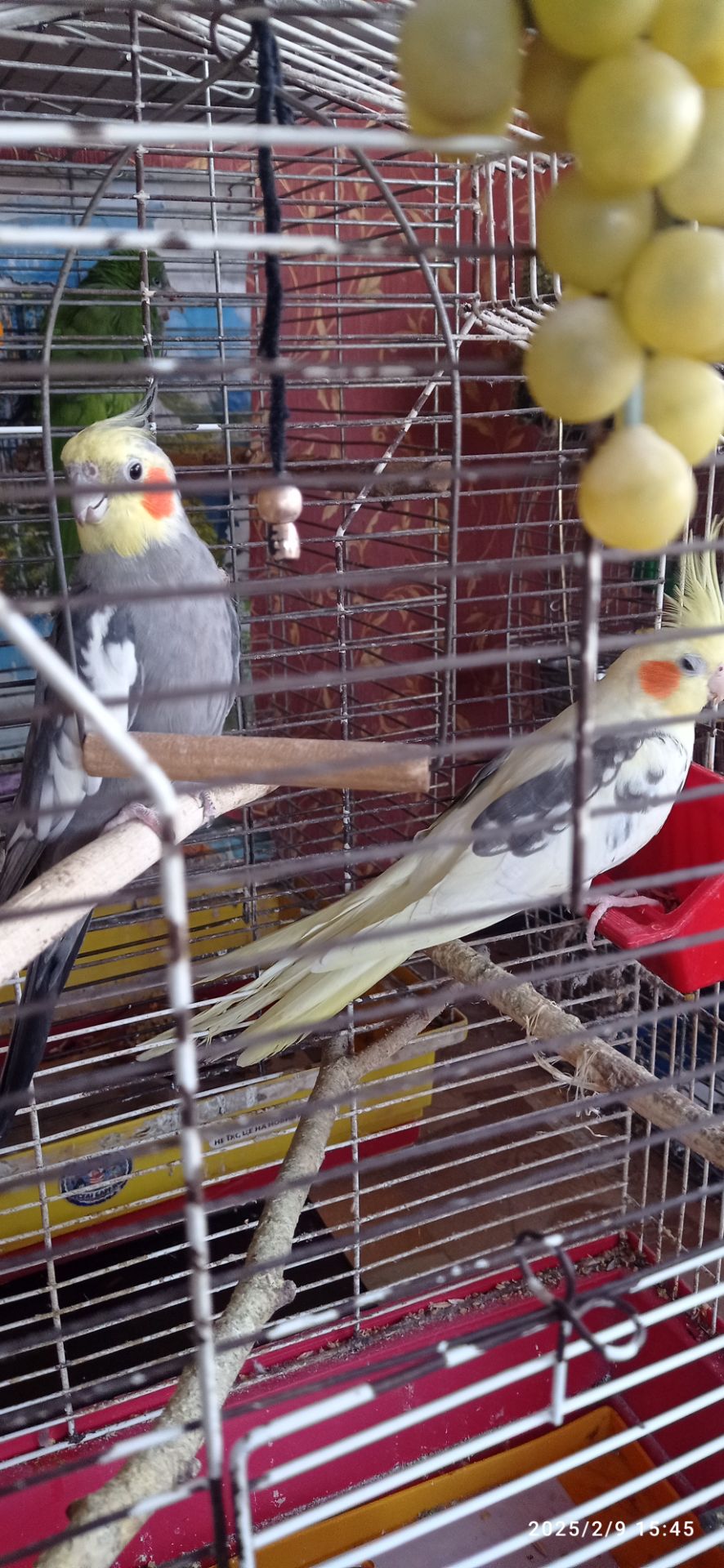 Сформована пара корел