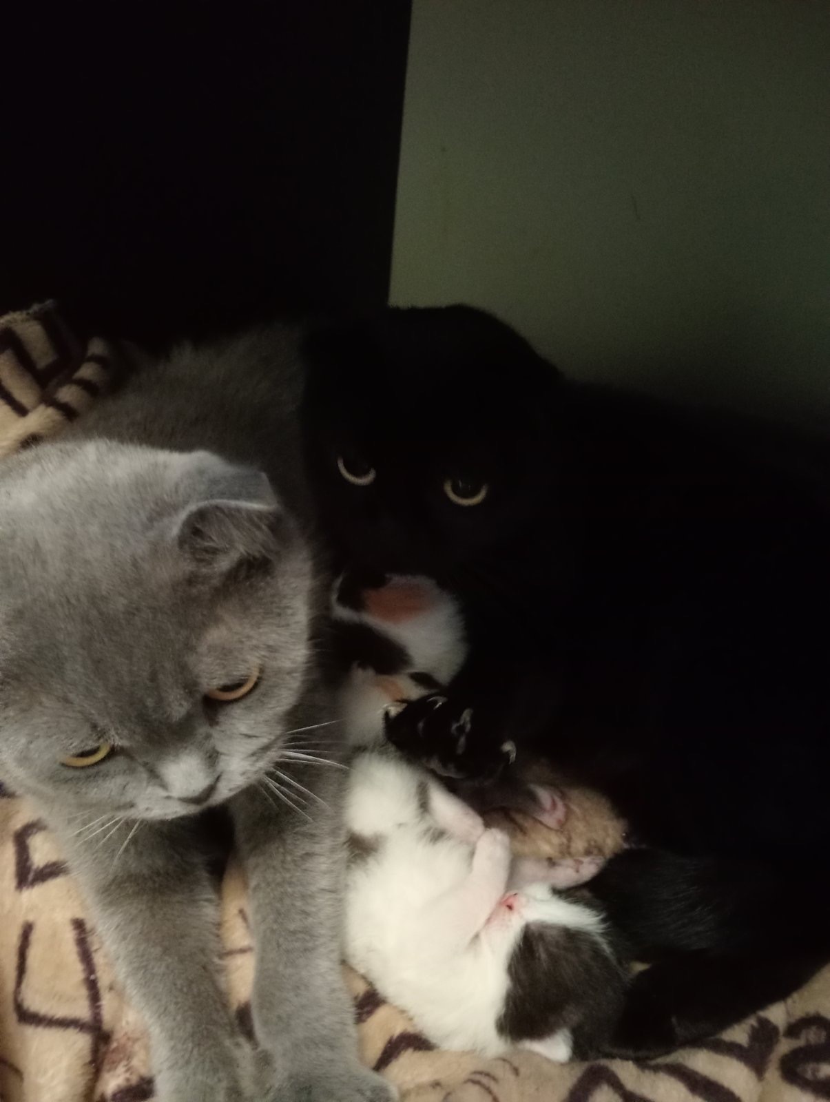 Кошенята шотландські