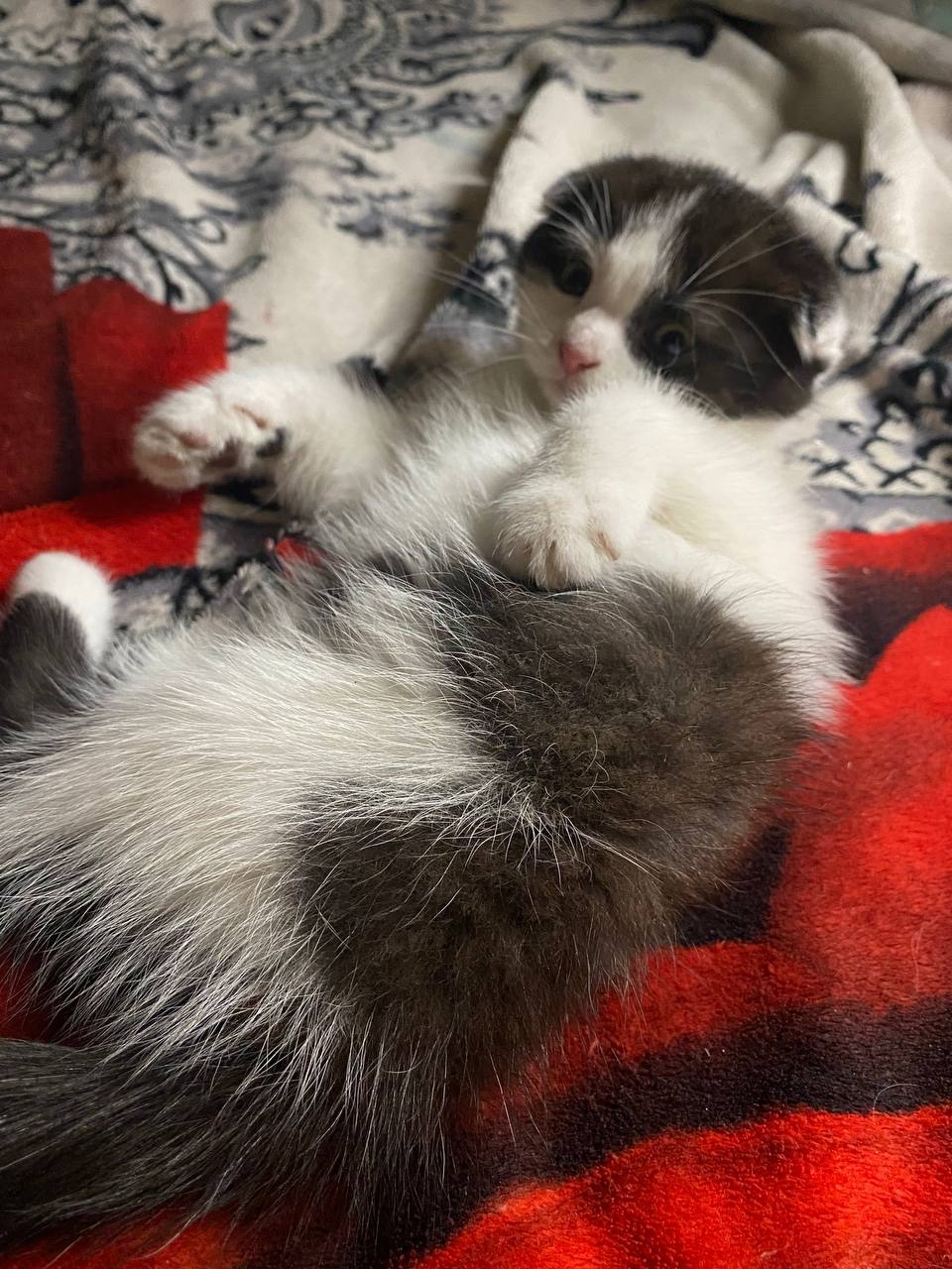 Кошенята шотландські